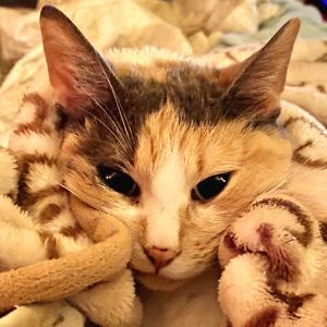 Meet your Posher, Ariel!